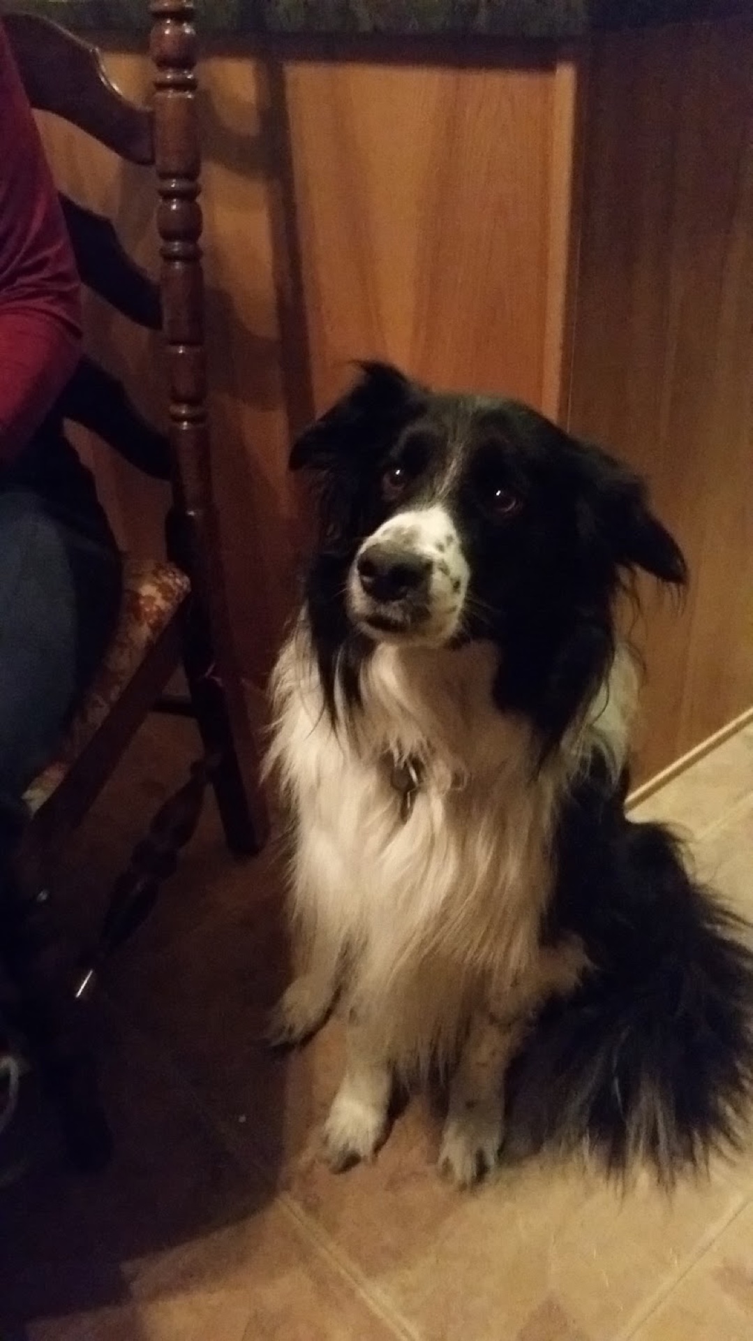 The dog that started it all